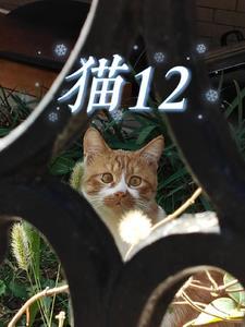 猫12个小时没尿正常吗