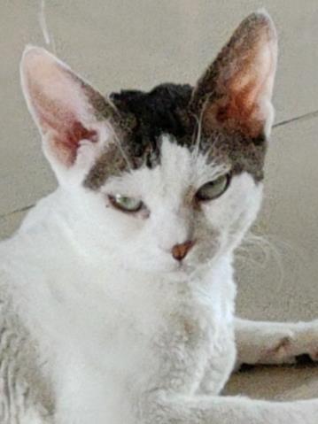 刚穿合欢就被长老拿下啦免费阅读